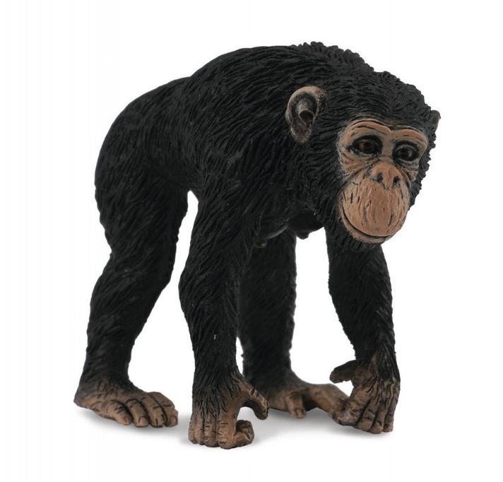 COLLECTA - csimpánz - nőstény