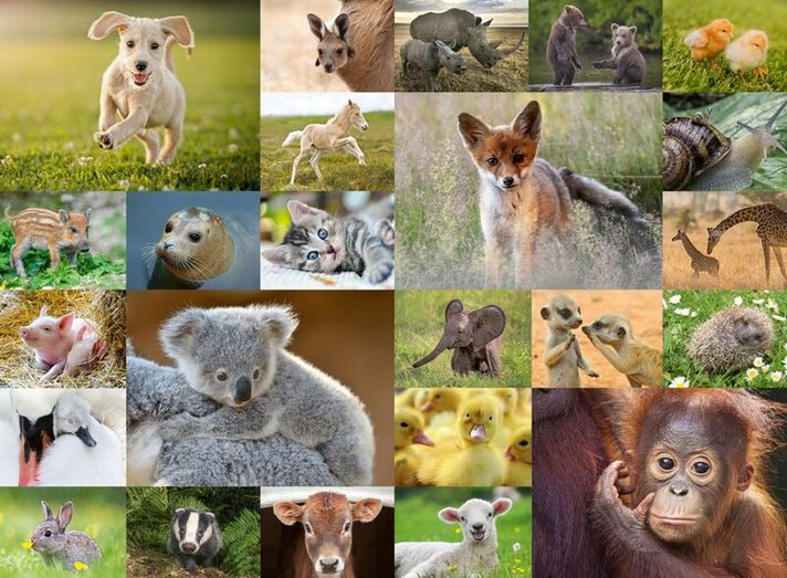 RAVENSBURGER - Baby animals collage 200 darab